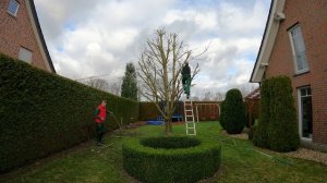 Кусторез. Правильная обрезка вишнёвого дерева