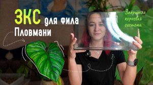 Филодендрон Пловмани: посадка в ЗКС + РЕЗУЛЬТАТ через 3 недели