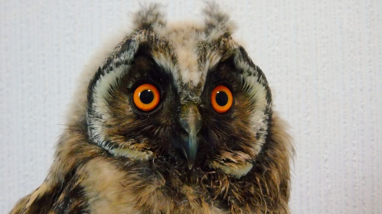 Жизнь Центра реабилитации диких животных 2022. смотреть онлайн