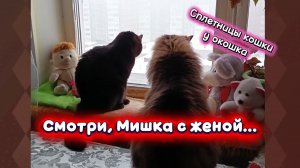 Кошки с озвучкой.