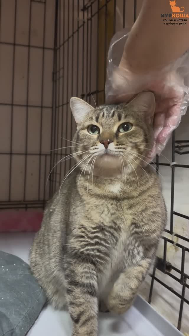 Усаги ждёт вас в приюте #Муркоша