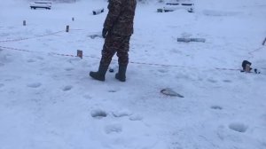 поимка форели на силикон