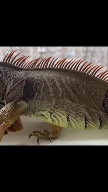 игуана TropicalAnimals ReptileLife AnimalBehavior NaturePhotography IguanaFacts