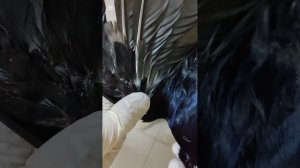 Отвезла ворону на рентген