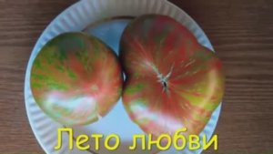 Каталог томатов на 2026 год. Часть 3. г. Киров  т. 89229284031