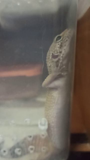 Некоторые умеют спать сторчмя! 20 января 2026 г. смотреть онлайн