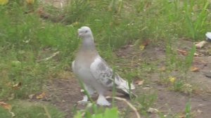 Бойные голуби. Кто на ,что горазд. Жёсткая посадка