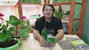 Комнатное цветоводство. Часть 4. Орхидея 🌸