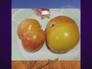 Каталог томатов на 2026 год. Новинки 2025 года. Часть 5.  т. 89229284031