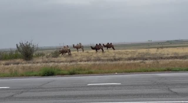 Волгоград - Пятигорск июль 2025 смотреть онлайн