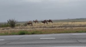 Волгоград - Пятигорск июль 2025