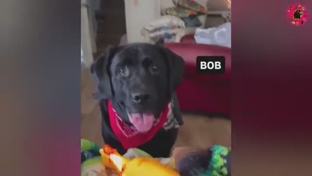 Я предлагаю вам не смеяться над этими ЗАБАВНЫМИ ЖИВОТНЫМИ 🤣 Самые смешные видео с животными. смотреть онлайн