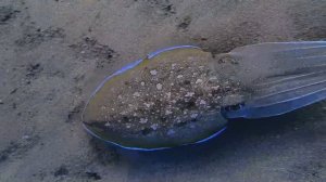 Бухта Марса Мубарак и ее обитатели