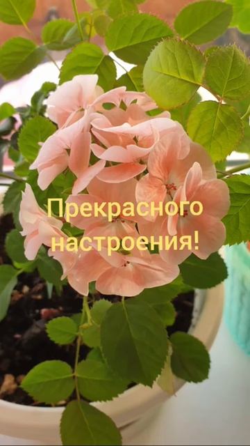 С Добрым утром. Добра и любви вам! смотреть онлайн