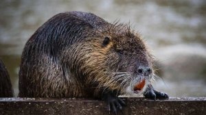 Ученые с помощью анализа ДНК хотят возродить вымирающих русских выхухолей