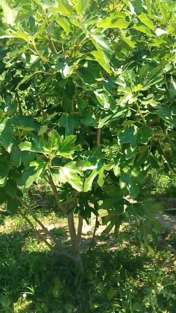 video5210729000103606348