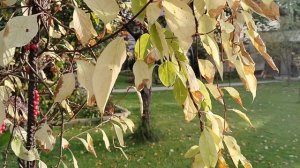 Ягоды лимонника китайского на солнце в нашем саду 2025