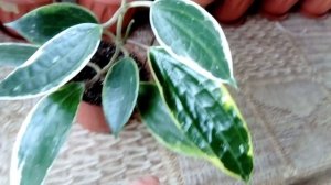 Пионы Рой Персонс Бест Йеллоу' (Roy Persons Best Yellow),
 'Ланинг Пич Сингл' (Laning Peach Single)