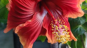 Как поживают гибискусы на балконе в январе 🤔Перевалка ☘️🌸☘️🌸