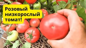 Два классных низкорослых томата для открытого грунта!