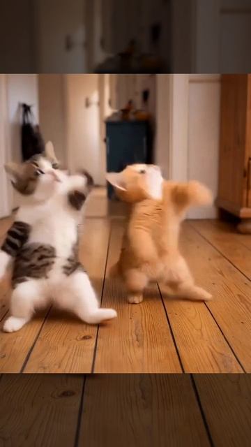 Просто танец Котят смотреть онлайн