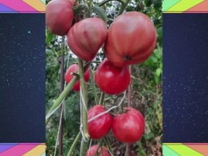 Томаты Польской селекции.  Новинки 2025 года. Часть 2