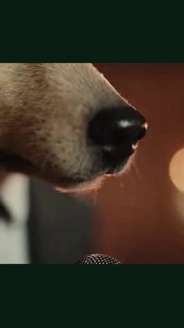 пес развлечение певец милота собакапоет ярусский