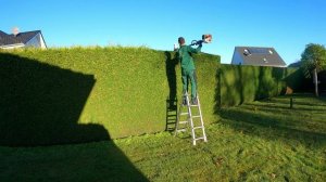 Кусторез. Стрижка хвойной изгороди: пять часов работы за 20 минут