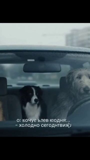 собаказарулем жизньссобакой собака собачьепутешествие авто