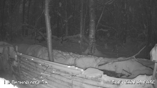 LIVE: На лесной опушке. Природа онлайн смотреть онлайн