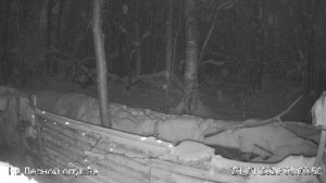 LIVE: На лесной опушке. Природа онлайн