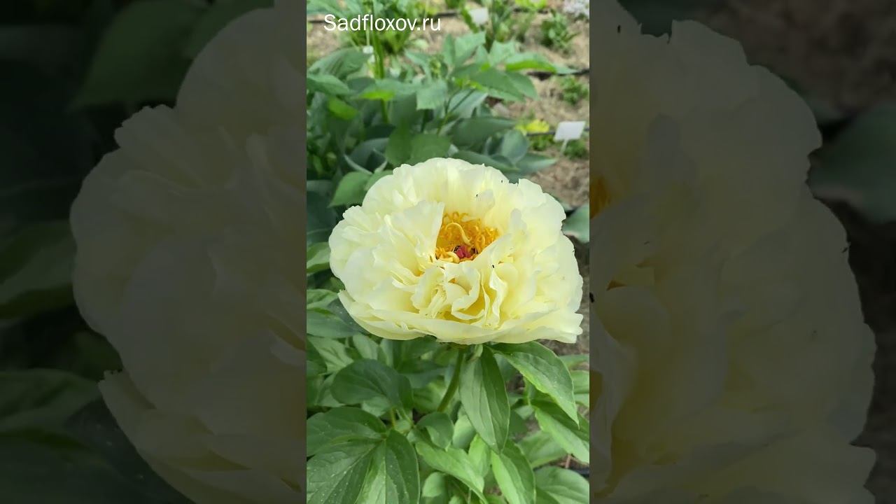 Самый желтый пион Лемон Шифон смотреть онлайн