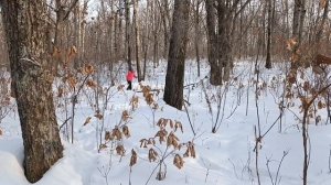 Привет из леса! Прекрасная мелодия. Зимнее утро.