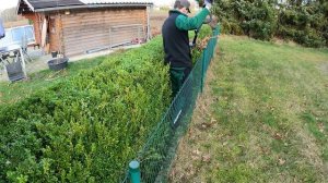 Кусторез. Подрезка изгороди из самшита!