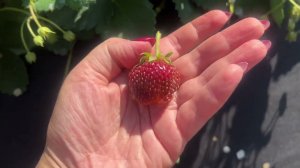 Новинки Нсд 23г. Часть 3. Карима и Эверест