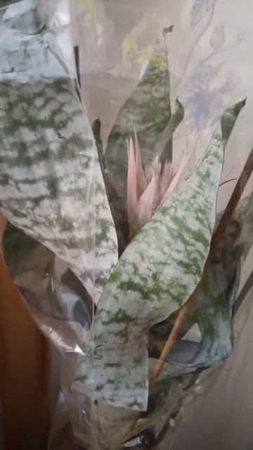 #цветочек который мне подарили смотреть онлайн