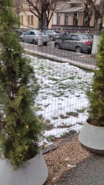 туя смарагд в горшке на 1-2 года дальше придется менять #туй #туя #туязападнаясмарагд #смарагд смотреть онлайн