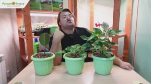 Нужно ли подкармливать комнатные растения зимой?