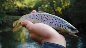 Трофейная форель Insta