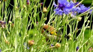 Яркие полевые травы...