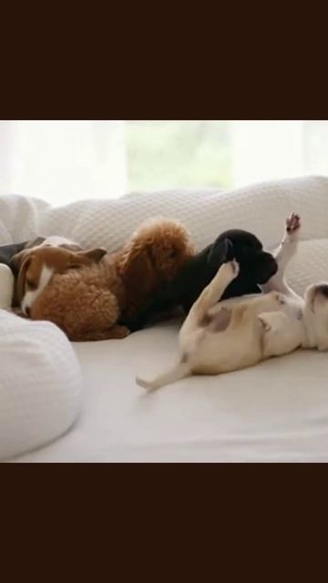 Милые щеночки pet adventures dog lovers adorable pets puppy playtime