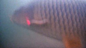 Сазан зимой на Иртыше