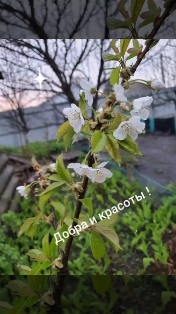 Прекрасного дня. Бодрости на весь день. Добра и красоты смотреть онлайн