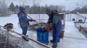 Зарыбление водоёма форелью в количестве 160 кг Навеска 2-3.5+ кг.