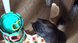 Блэкки июль 2023 летние вкусности