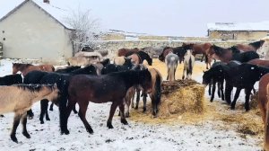 Пастухи при перегоне разогнали весь наш собранный за два дня табун,прийдется все начинать сначала!