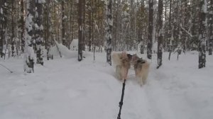 Прокатимся с ветерком на наших северных собачках.