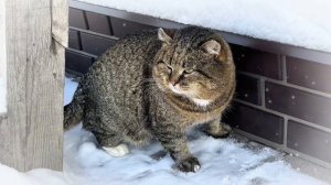 ДНЕВНИК лесного кота: «У Барсика массаж!» - 21.01.2026