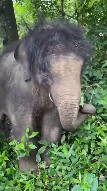 Мамонтёнок смотреть онлайн