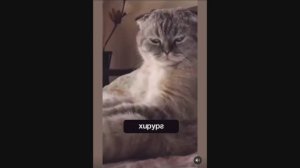 #смешныевидео -736